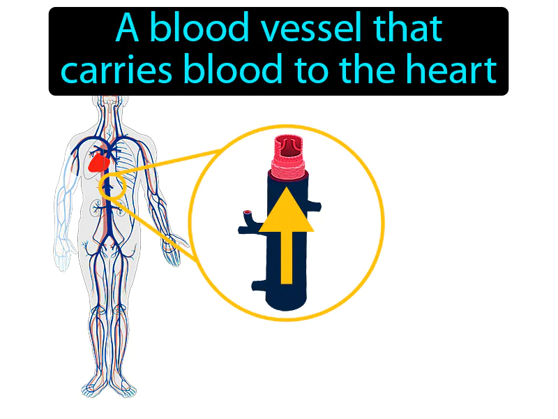 Vein Definition Vein Definition