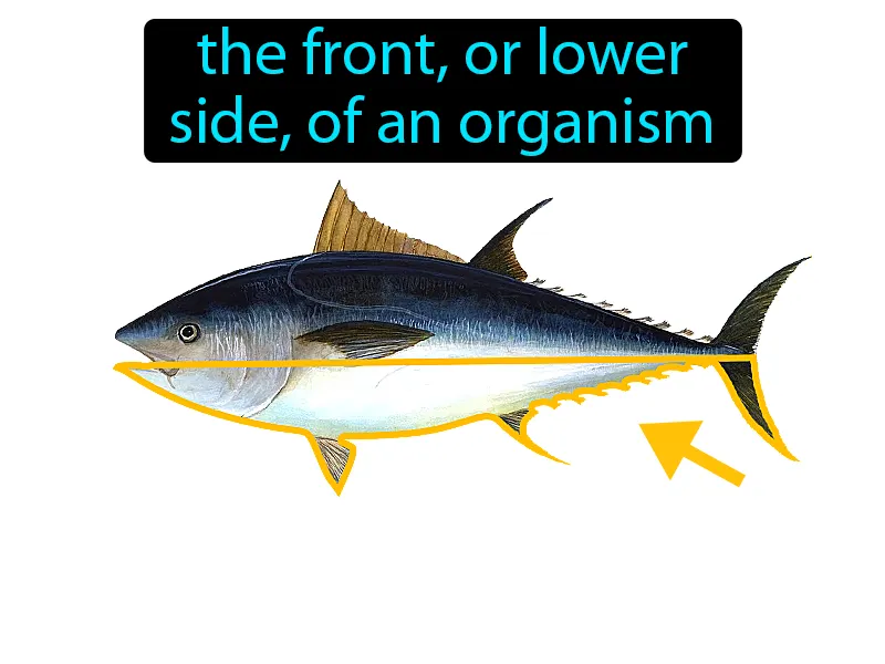 Ventral Definition Ventral Definition