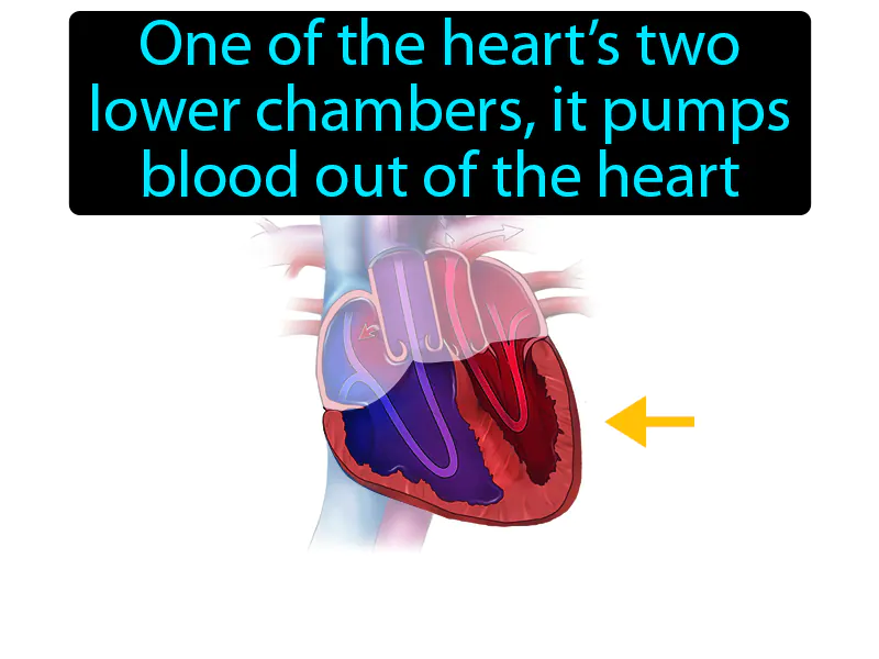 Ventricle Definition Ventricle Definition