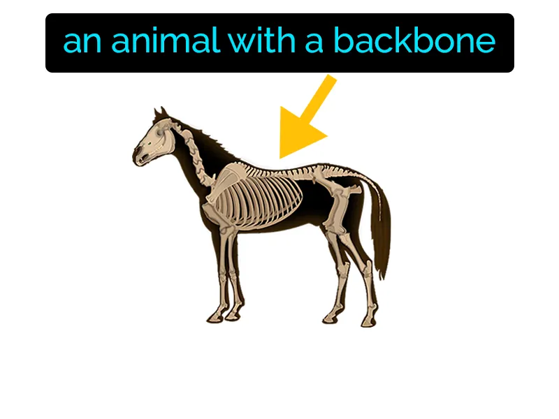 Vertebrate Definition Vertebrate Definition