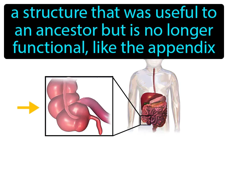 Vestigial Structure Definition Vestigial Structure Definition
