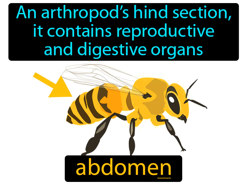 Abdomen Definition