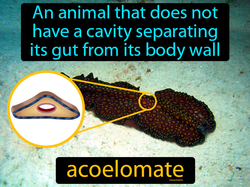 Acoelomate Definition Acoelomate Definition