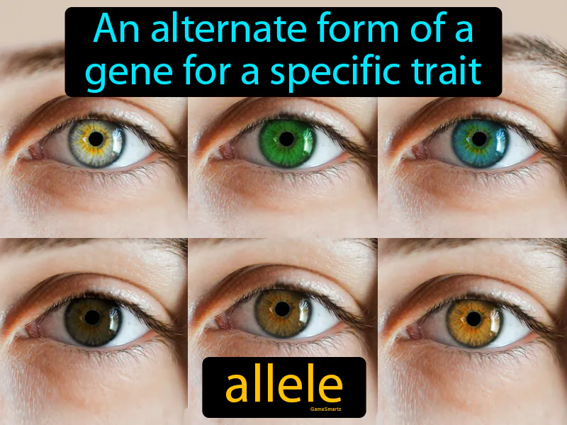 Allele Definition Allele Definition