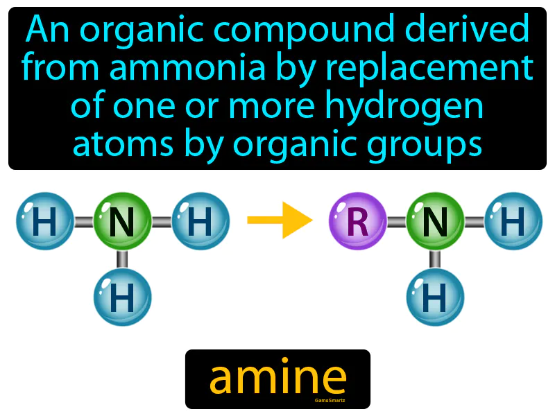 Amine Definition Amine Definition