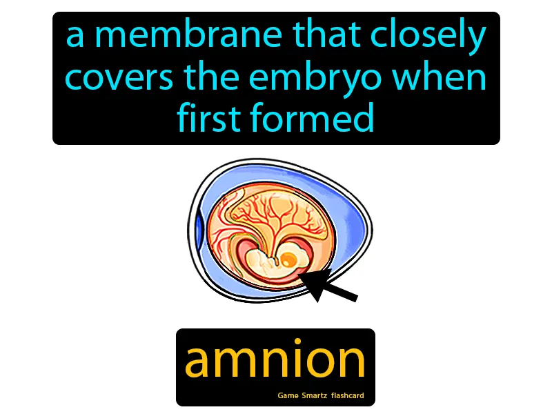 Amnion Definition Amnion Definition