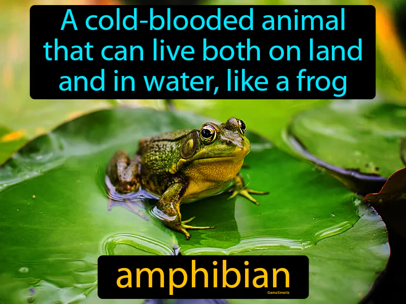 Amphibian Definition Amphibian Definition