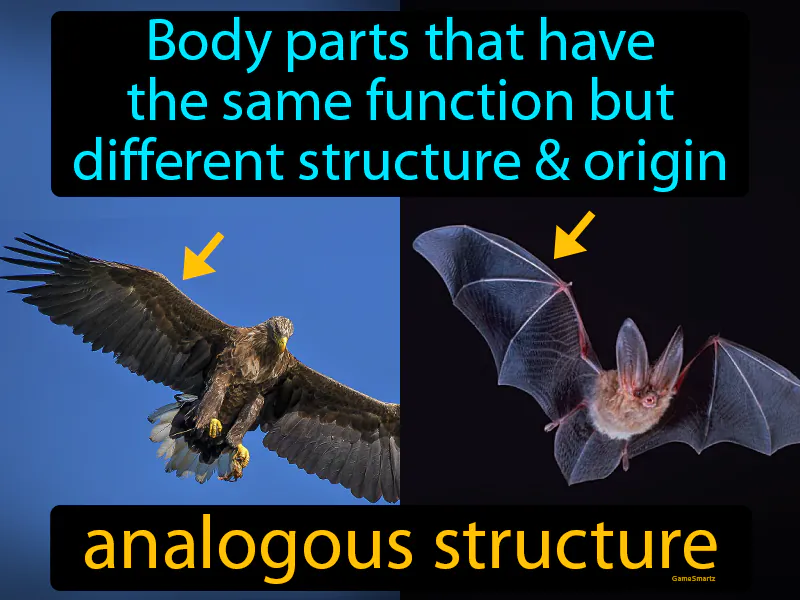 Analogous Structure Definition Analogous Structure Definition