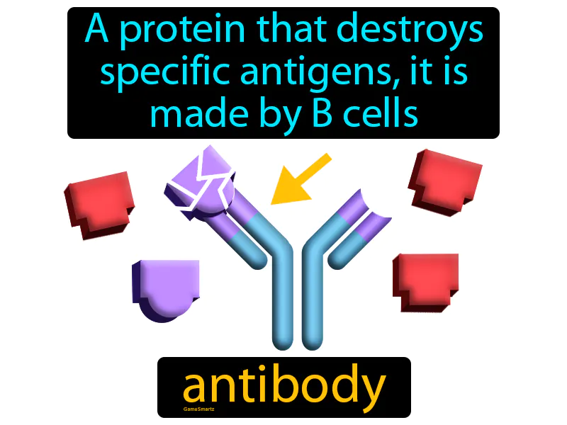 Antibody Definition Antibody Definition