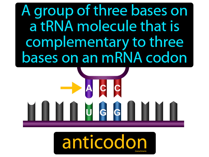 Anticodon Definition Anticodon Definition