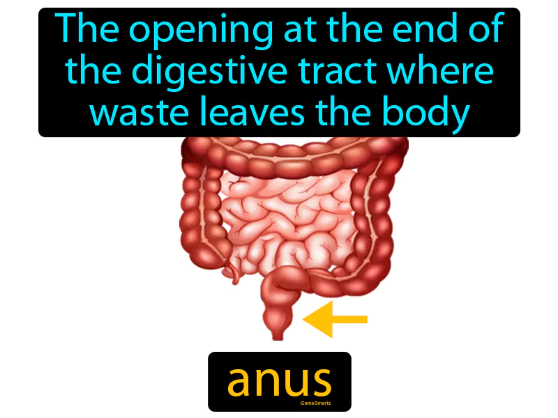 Anus Definition Anus Definition