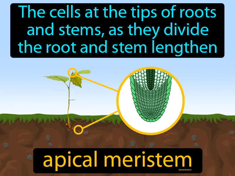 Apical Meristem Definition Apical Meristem Definition