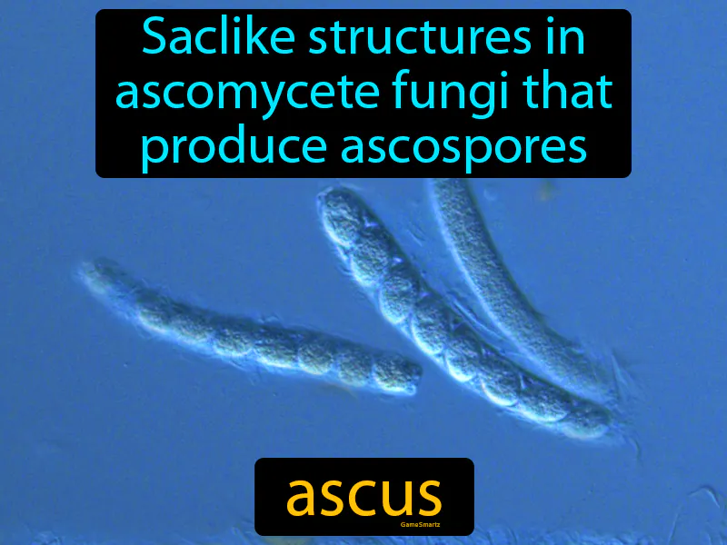 Ascus Definition