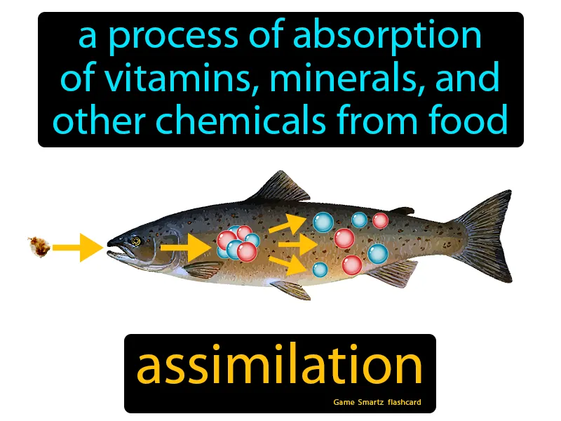 Assimilation Definition Assimilation Definition