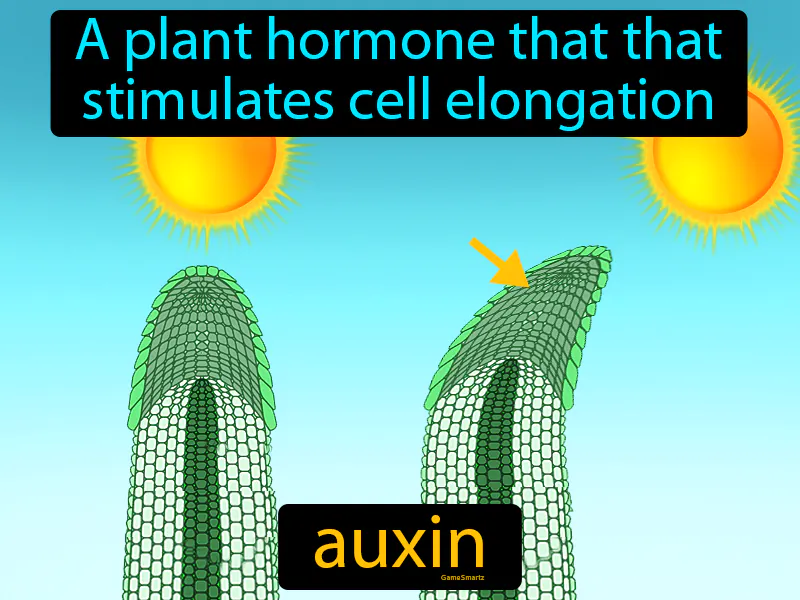 Auxin Definition Auxin Definition