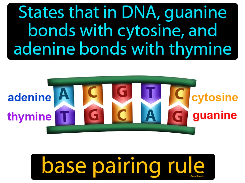 Base Pairing Rule Definition Base Pairing Rule Definition