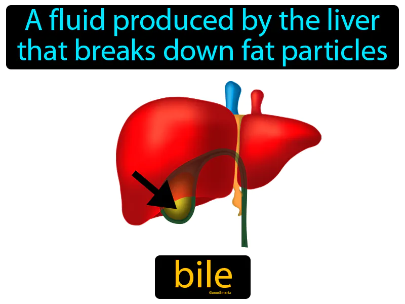Bile Definition Bile Definition