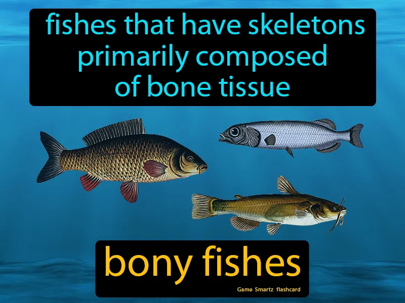 Bony Fishes Definition Bony Fishes Definition