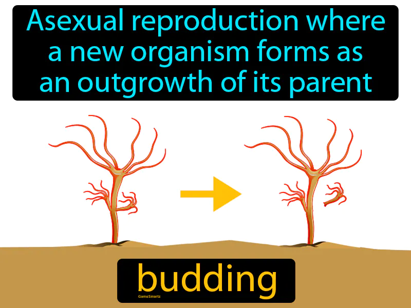 Budding Definition Budding Definition