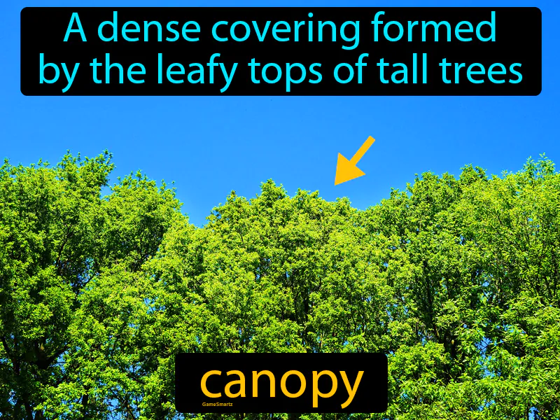 Canopy Definition Canopy Definition