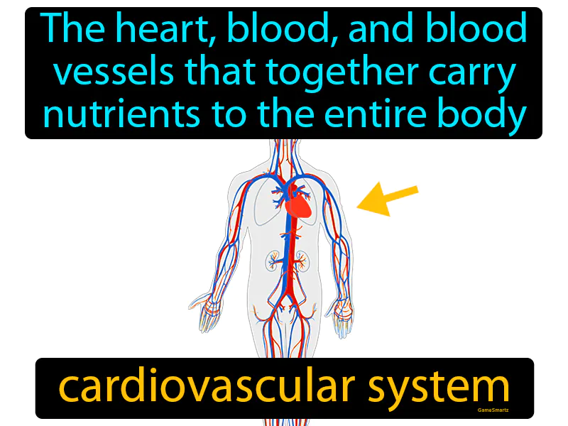 Cardiovascular System Definition Cardiovascular System Definition