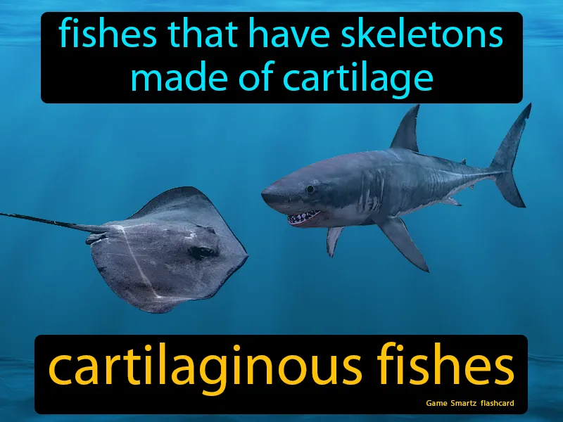 Cartilaginous Fishes Definition Cartilaginous Fishes Definition
