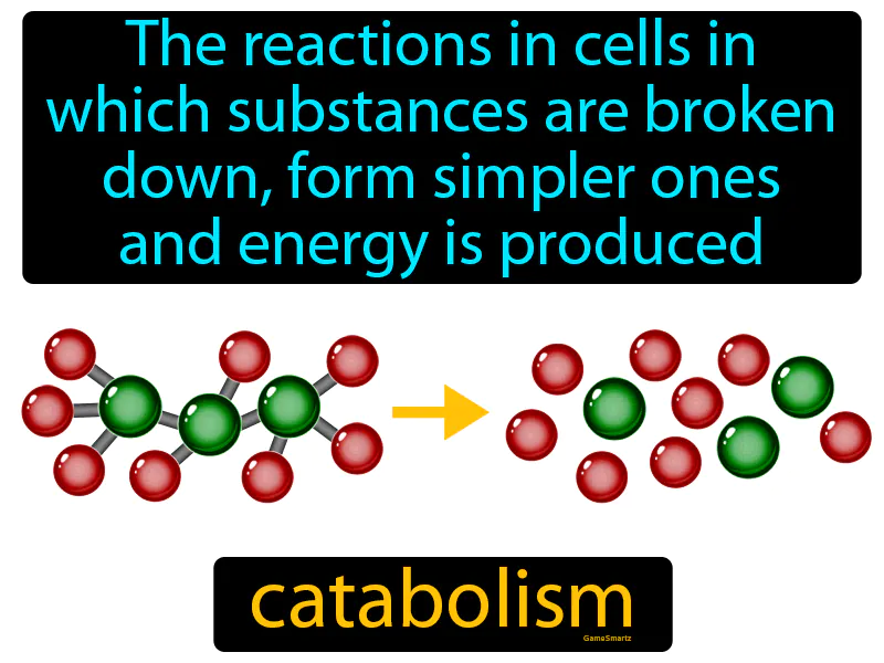 Catabolism Definition