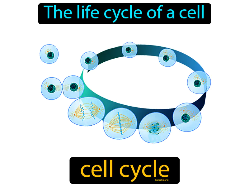Cell Cycle Definition Cell Cycle Definition