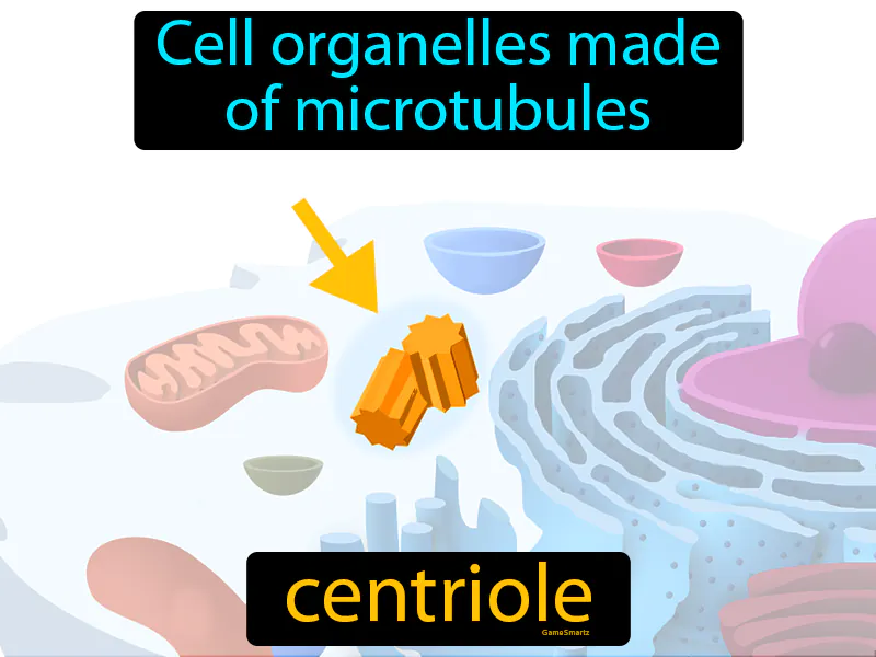 Centriole Definition Centriole Definition