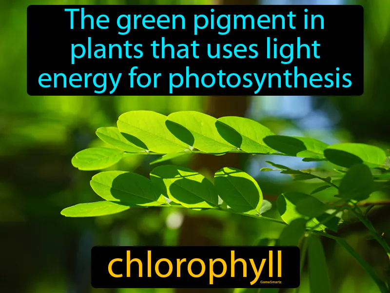 Chlorophyll Definition Chlorophyll Definition