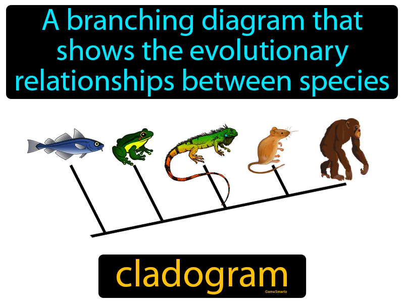 Cladogram Definition Cladogram Definition