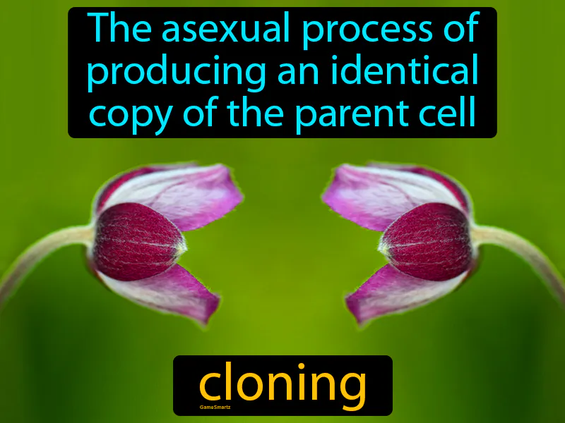 Cloning Definition Cloning Definition