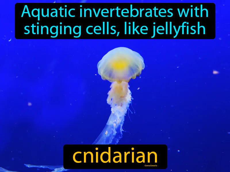 Cnidarian Definition Cnidarian Definition