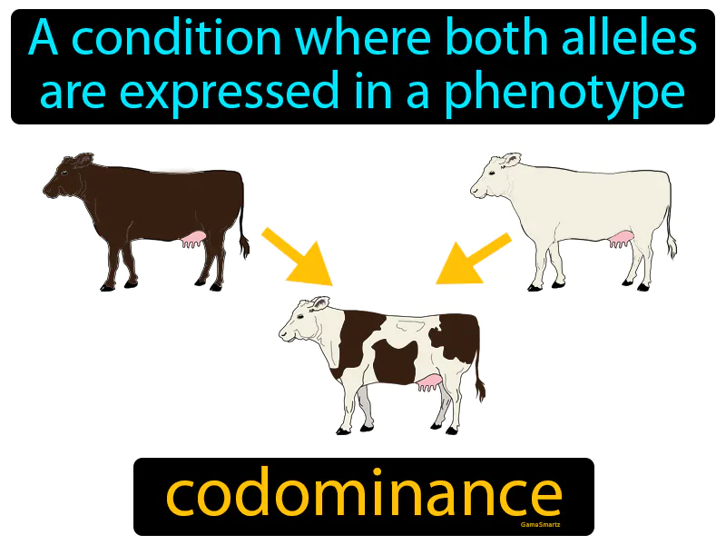 Codominance Definition Codominance Definition