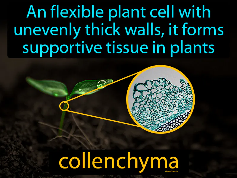 Collenchyma Definition Collenchyma Definition