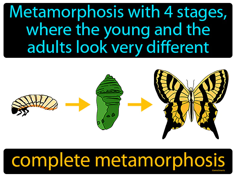 Complete Metamorphosis Definition Complete Metamorphosis Definition