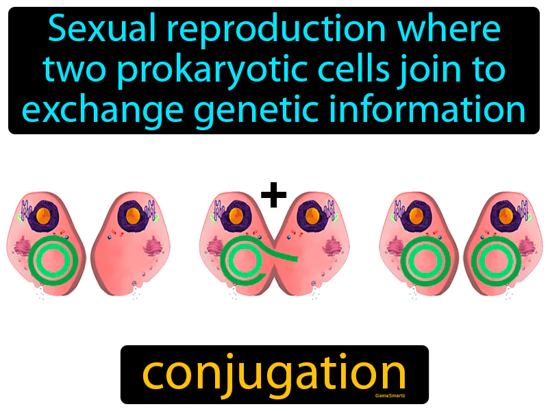 Conjugation Definition Conjugation Definition