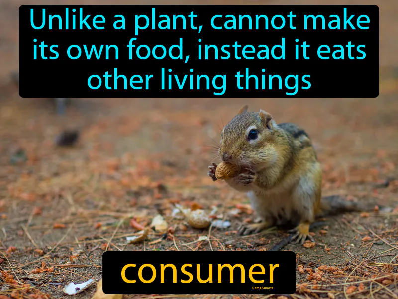 Consumer Definition Consumer Definition