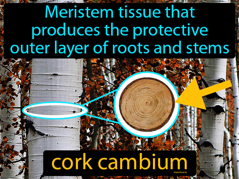 Cork Cambium Definition Cork Cambium Definition