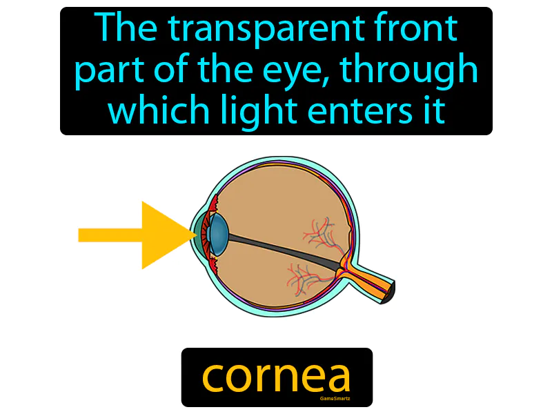 Cornea Definition Cornea Definition