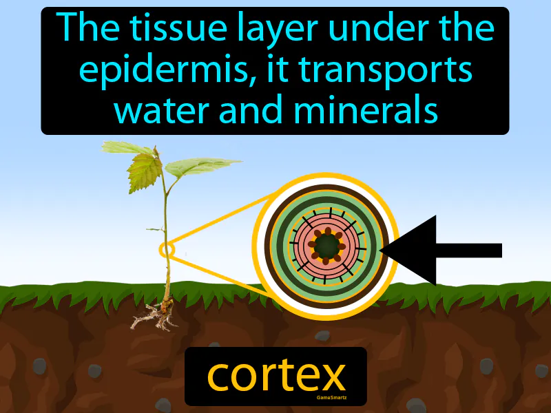 Cortex Definition