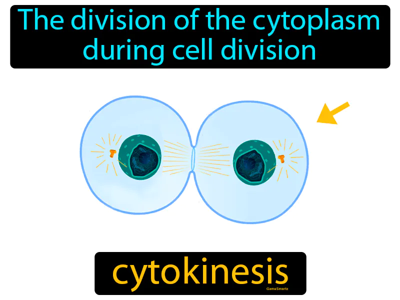 Cytokinesis Definition Cytokinesis Definition