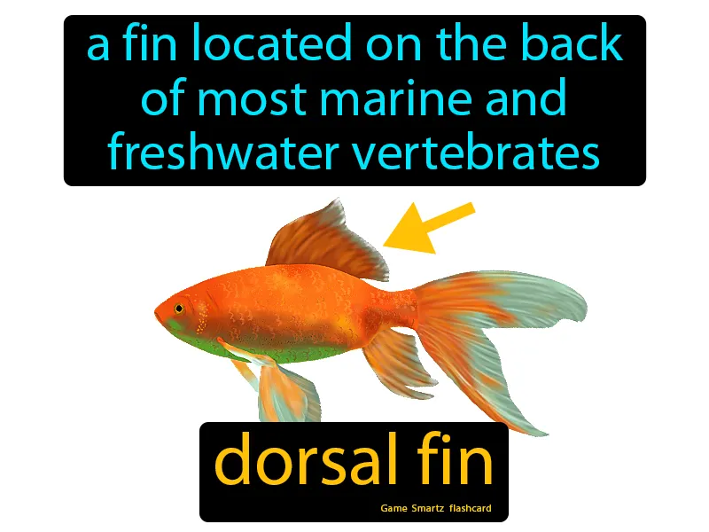 Dorsal Fin Definition