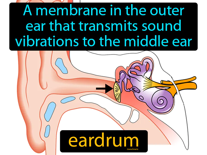 Eardrum Definition Eardrum Definition