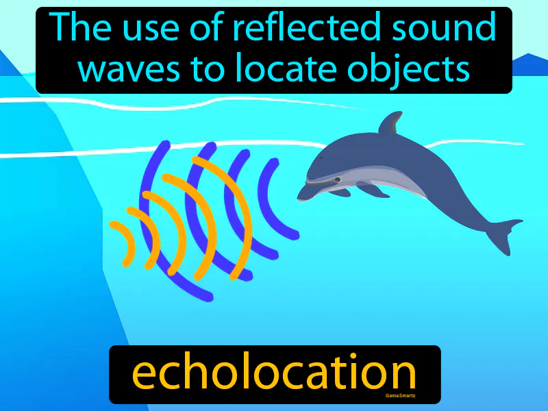 Echolocation Definition Echolocation Definition