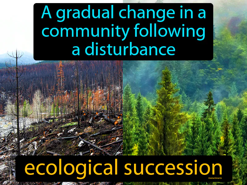Ecological Succession Definition Ecological Succession Definition