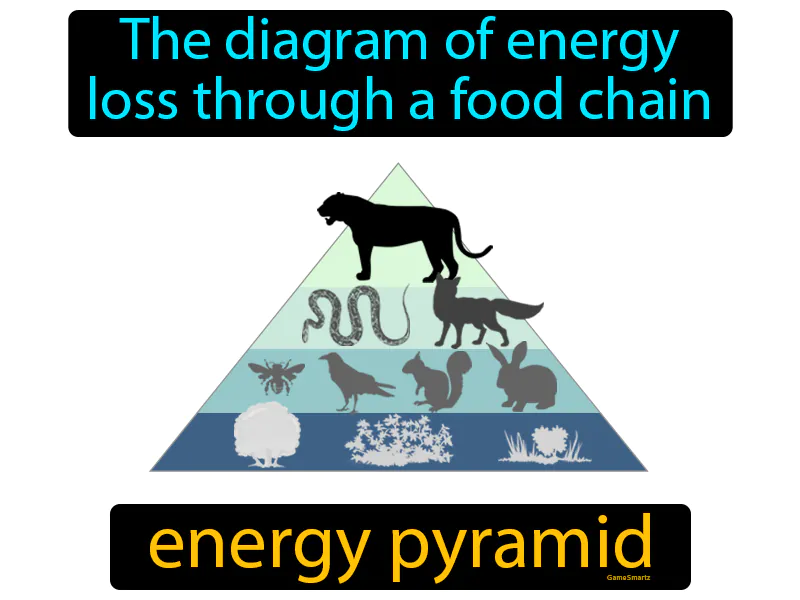 Energy Pyramid Definition Energy Pyramid Definition