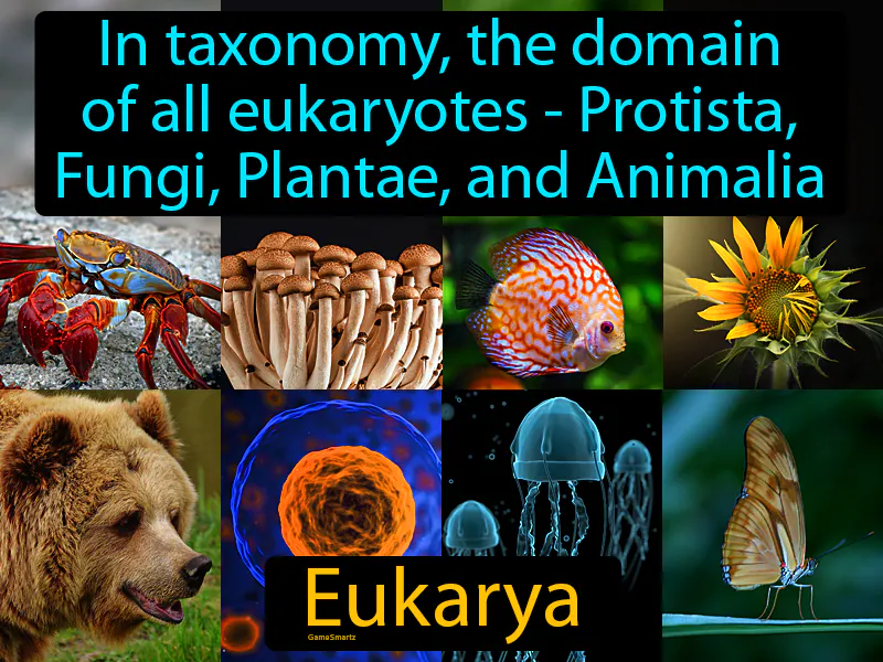 Eukarya Definition Eukarya Definition