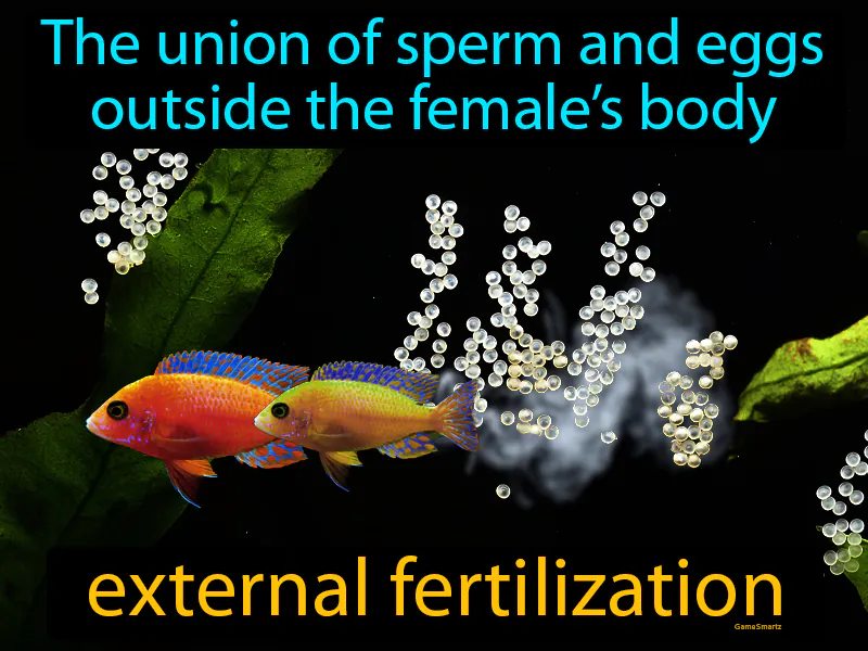 External Fertilization Definition