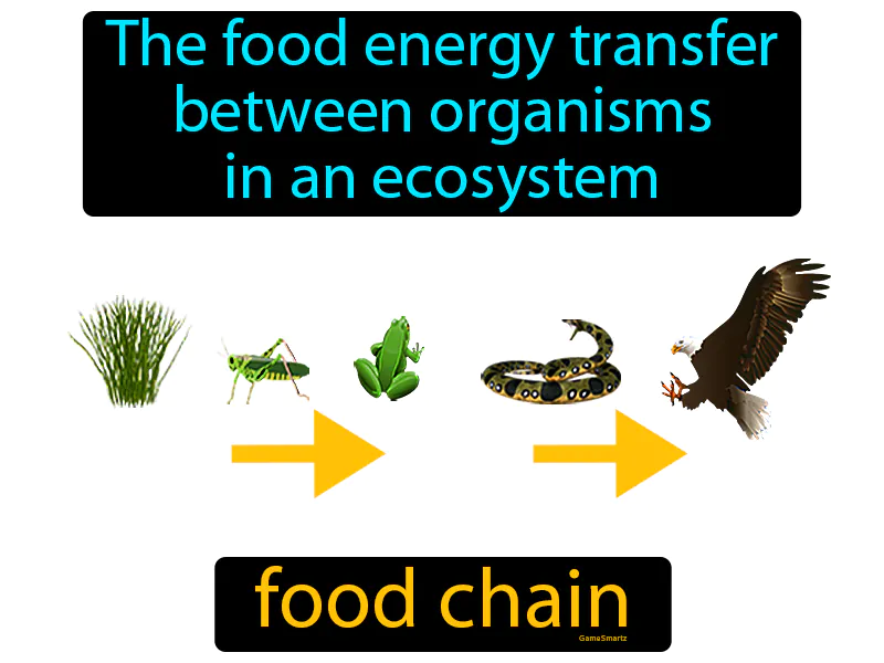 Food Chain Definition Food Chain Definition